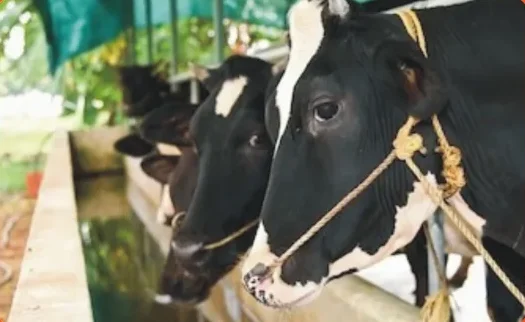 dairy farm