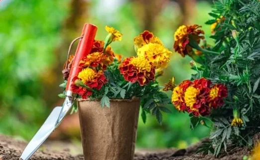 floriculture 2