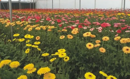 floriculture