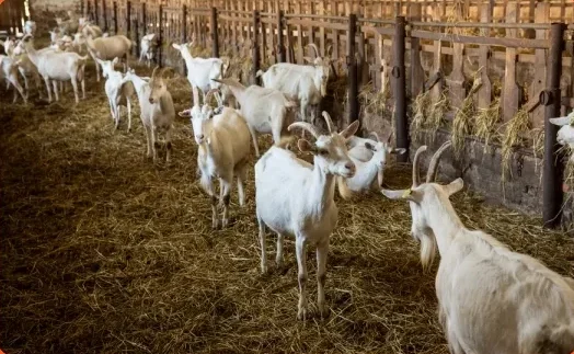 goatary farm 2