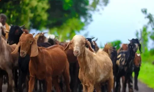 goatary farm