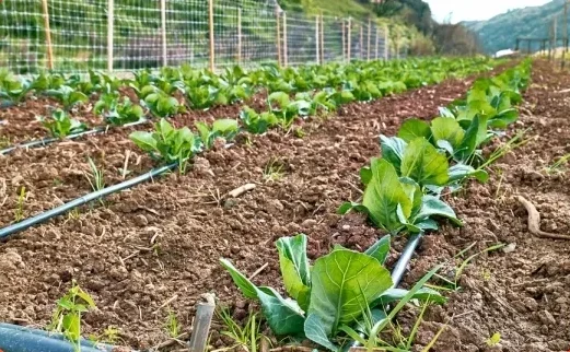 horticultural plantation 2