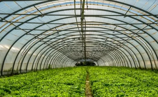 horticultural plantation