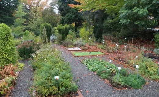 medicinal garden
