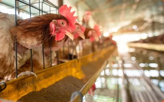 poultry farm 2
