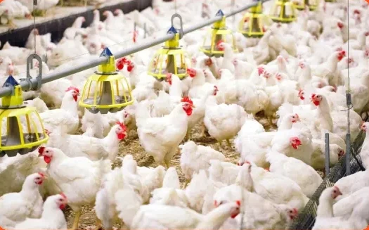 poultry farm