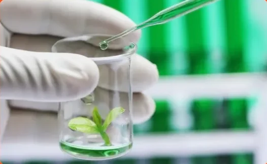 tissue culture lab