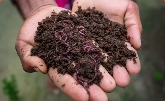 vermi composting