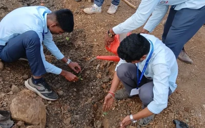 tree plantation 4